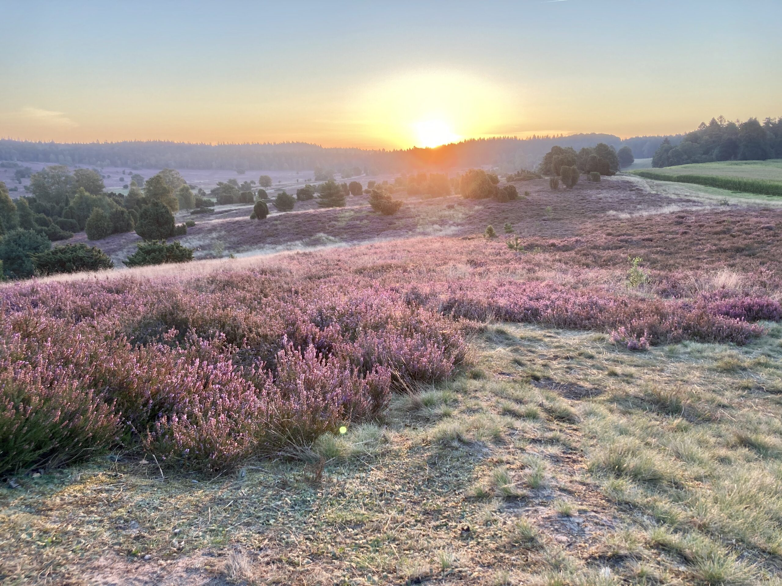Heideblüte in der Lüneburger Heide