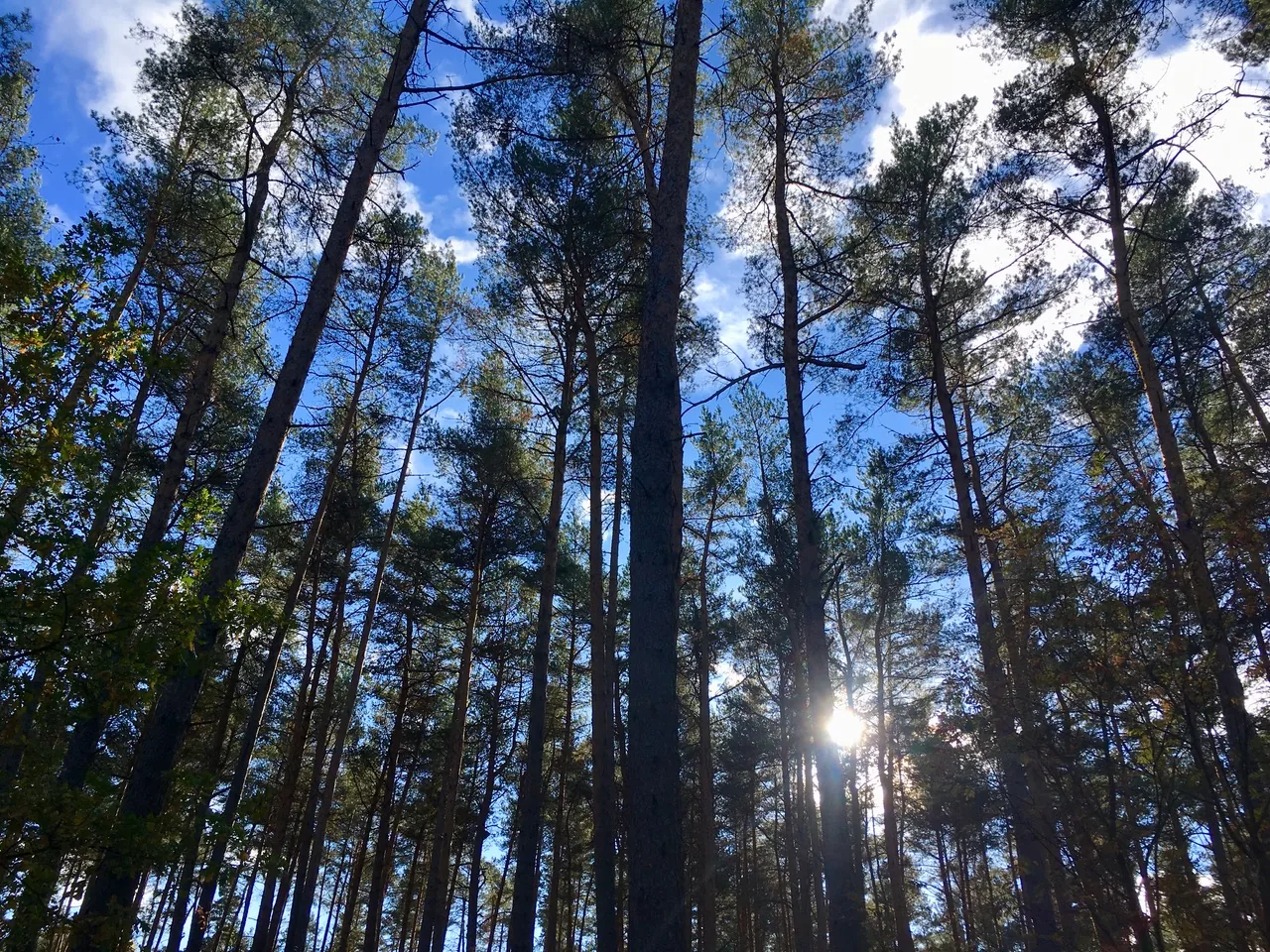 Wald rund um das Rundlingsdorf Sagasfeld